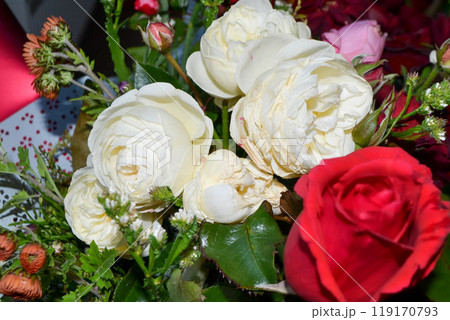 A pink rose in full bloom. Beautiul pink flower in the garden 119170793
