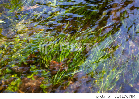 Seagull flying on the dirty water with plastic bottle rubbish float on the water 119170794