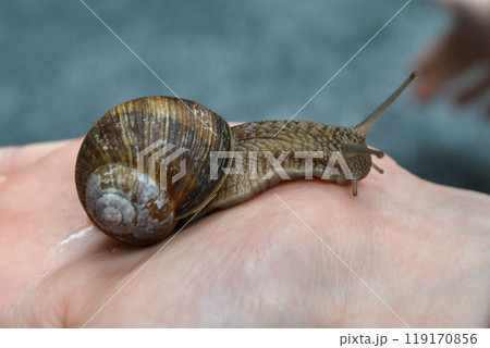 Helix pomatia, large Roman snail on the hand of a human, Oberelsbach, Germany 119170856