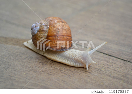 Roman Snail - Helix pomatia, common snail from European gardens and meadows, Czech Republic. 119170857