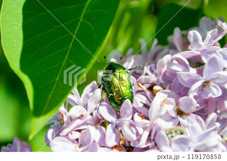Golden bronze beetle (Cetonia aurata) on a branch of flowering lilac. 119170858