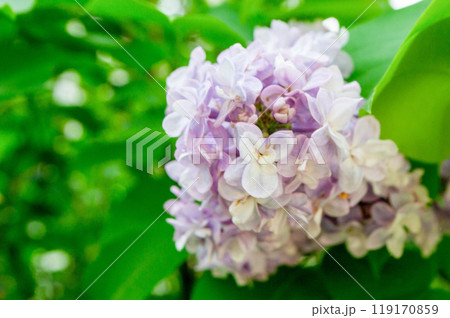 Close Up Beautiful Light Purple Flower In Spring Close Up Beautiful Light Purple Flower In Spring 119170859