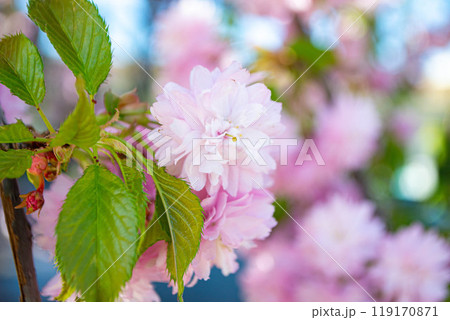 Sakura blossom. Pink japanese cherry bloom flowers on blurred spring background 119170871