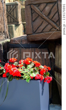 Beautiful roses Bush in garden, roses for Valentine Day. 119170891