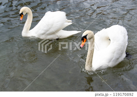 Beautiful white Swans couple close up on the pond water 119170892