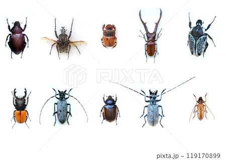 Fulgora laternaria spread is common in Central and South America, Mexico. Fulgora laternaria spread is common in Central and South America, Mexico. 119170899