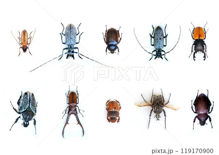 Fulgora laternaria spread is common in Central and South America, Mexico. Fulgora laternaria spread is common in Central and South America, Mexico. 119170900