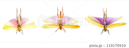 Fulgora laternaria spread is common in Central and South America, Mexico. 119170910