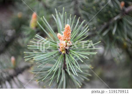 A twig of pine and a young pine cone. A twig of pine and a young pine cone. 119170911