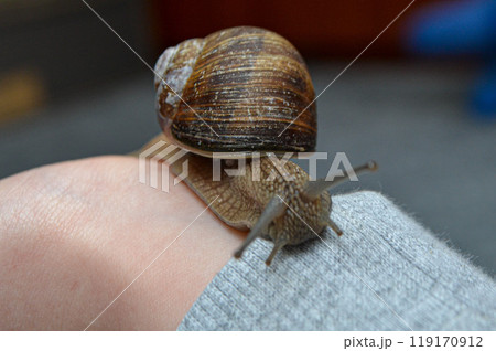 Helix pomatia, large Roman snail on the hand of a human, Oberelsbach, Germany Helix pomatia, large Roman snail on the hand of a human, Oberelsbach, Germany 119170912