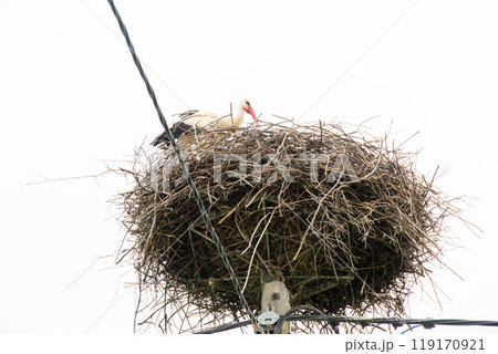 Stork Sitting on a Nest with Clouds on the Sky in the Background. Stork Sitting on a Nest with Clouds on the Sky in the Background. 119170921