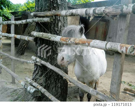 The horse behind the fence is bored in the middle of early autumn The horse behind the fence is bored in the middle of early autumn 119171013