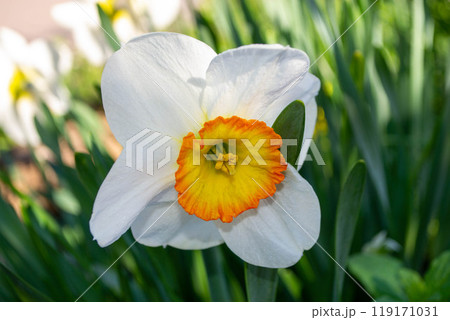 Flowers in the garden during spring. Nature and colorful background Flowers in the garden during spring. Nature and colorful background 119171031