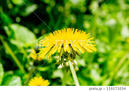 fallen petals of cherry blossom and a vivid dandelion fallen petals of cherry blossom and a vivid dandelion 119171034