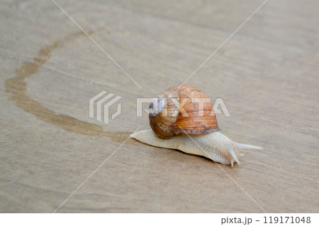 Roman Snail - Helix pomatia, common snail from European gardens and meadows, Czech Republic. Roman Snail - Helix pomatia, common snail from European gardens and meadows, Czech Republic. 119171048