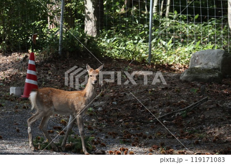 山地で出会ったこちらを見つめる野生の鹿 119171083