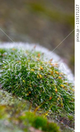 A tree trunk with moss on it and a sky background A tree trunk with moss on it and a sky background 119171227