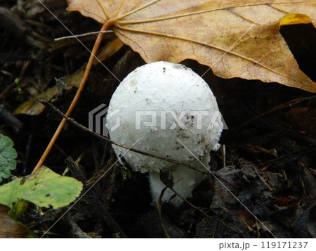 Small Dark Mushrooms Competing for Space on the Ground 119171237