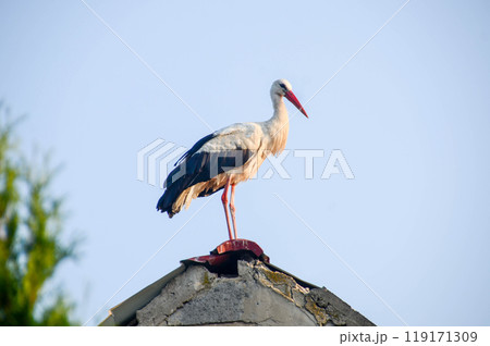 A stork stands in its nest, Builds the nest. 119171309