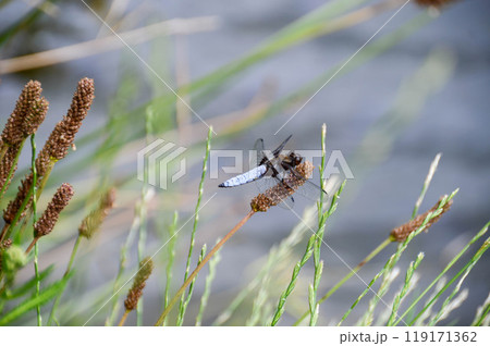 Libellula depressa. Blue flat bellied dragonfly waiting on a stick 119171362