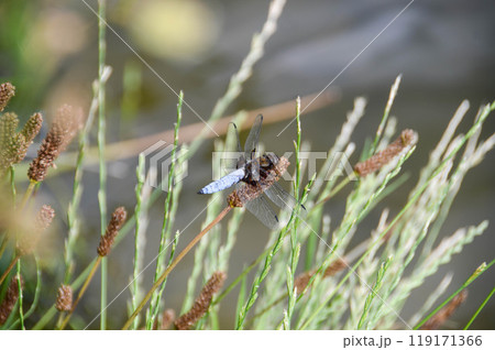Libellula depressa. Blue flat bellied dragonfly waiting on a stick Libellula depressa. Blue flat bellied dragonfly waiting on a stick 119171366