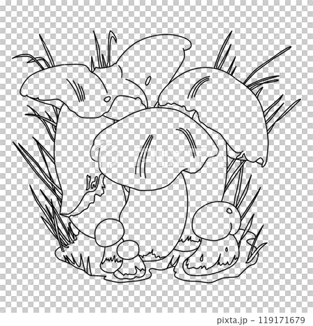 Penny Bun Mushrooms. Simple Outline BW illustration contour 119171679
