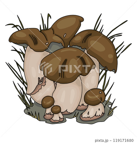 Penny Bun Mushrooms Illustration. Edible mushrooms Boletus Edulis. Cartoon Style on White Background Penny Bun Mushrooms Illustration. Edible mushrooms Boletus Edulis. Cartoon Style on White Background 119171680
