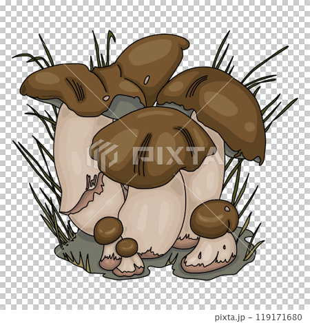 Penny Bun Mushrooms Illustration. Edible mushrooms Boletus Edulis. Cartoon Style on White Background 119171680