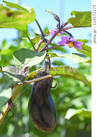 家庭菜園のナス畑 119172273