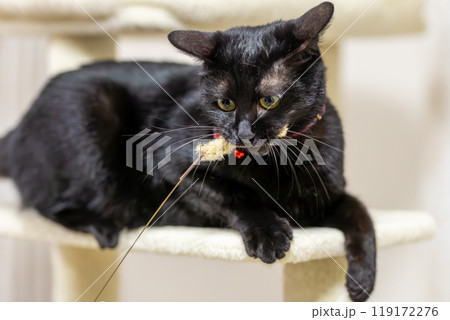 黒猫のジェネシス 119172276