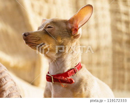 Little dog sitting on couch Little dog sitting on couch 119172333