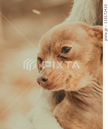 Person holding dog during winter Person holding dog during winter 119172419