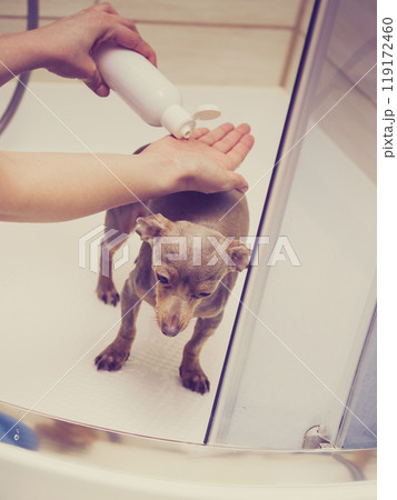 Woman showering her dog 119172460