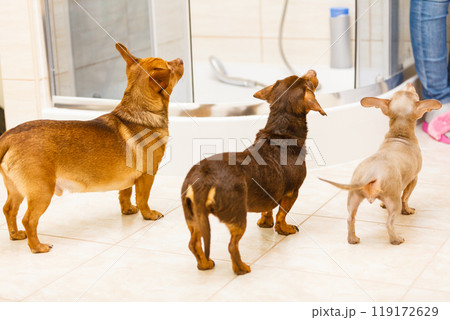 Three funny little miniature purebreed dogs 119172629