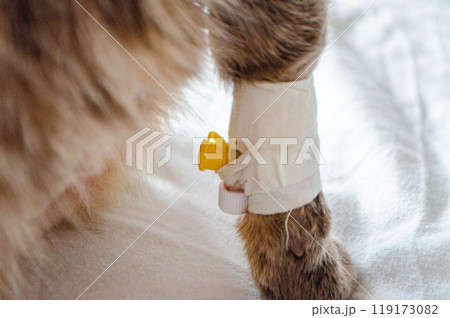Sick cat with Saline intravenous in the animal hospital. Sick cat with Saline intravenous in the animal hospital. 119173082