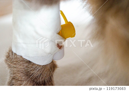 Sick cat with Saline intravenous in the animal hospital. 119173083