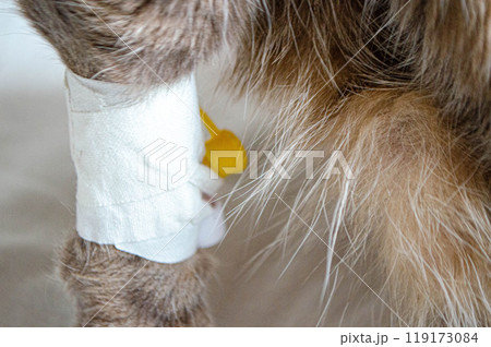 Sick cat with Saline intravenous in the animal hospital. Sick cat with Saline intravenous in the animal hospital. 119173084