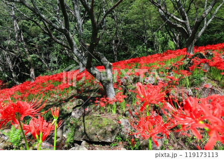 【愛媛県】満開の窪野の彼岸花群生地 119173113
