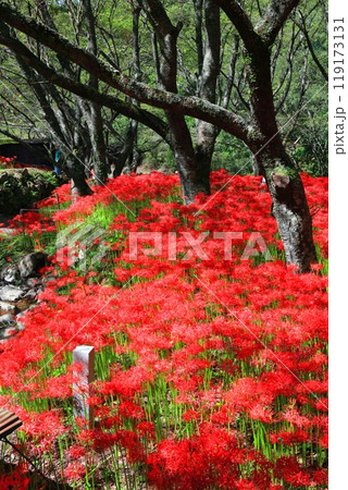 【愛媛県】満開の窪野の彼岸花群生地 119173131
