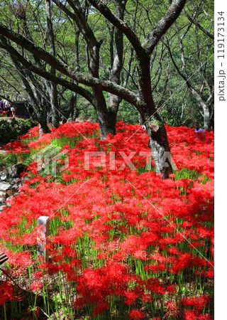 【愛媛県】満開の窪野の彼岸花群生地 119173134