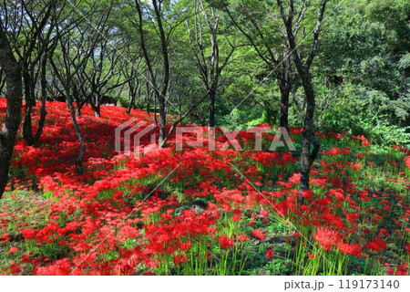 【愛媛県】満開の窪野の彼岸花群生地 119173140