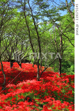 【愛媛県】満開の窪野の彼岸花群生地 【愛媛県】満開の窪野の彼岸花群生地 119173145
