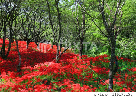 【愛媛県】満開の窪野の彼岸花群生地 119173156