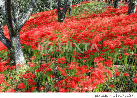 【愛媛県】満開の窪野の彼岸花群生地 119173157