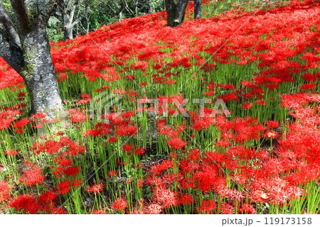 【愛媛県】満開の窪野の彼岸花群生地 119173158