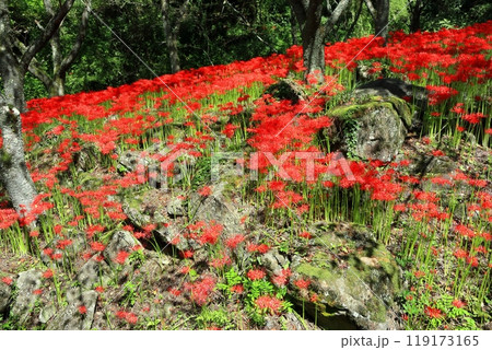 【愛媛県】満開の窪野の彼岸花群生地 119173165