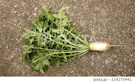 ネズミ大根 ネズミ大根 119173441