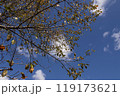 秋空 119173621