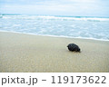 海辺の松ぼっくり 119173622