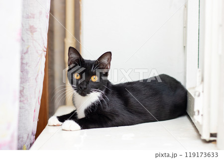 A black and white cat is comfortably laying on the floor next to a window 119173633
